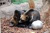 ueno_zoo_2746_mini.jpg