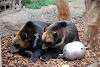 ueno_zoo_2748_mini.jpg