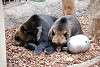 ueno_zoo_2749_mini.jpg