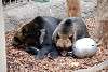 ueno_zoo_2750_mini.jpg