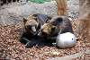 ueno_zoo_2751_mini.jpg