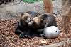 ueno_zoo_2753_mini.jpg