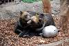 ueno_zoo_2754_mini.jpg
