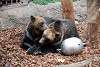 ueno_zoo_2755_mini.jpg
