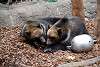 ueno_zoo_2756_mini.jpg