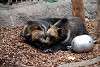 ueno_zoo_2759_mini.jpg