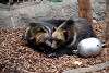 ueno_zoo_2761_mini.jpg
