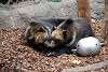 ueno_zoo_2762_mini.jpg