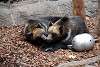 ueno_zoo_2764_mini.jpg