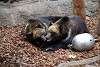 ueno_zoo_2765_mini.jpg