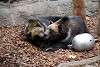 ueno_zoo_2767_mini.jpg