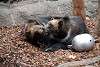 ueno_zoo_2768_mini.jpg