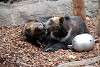 ueno_zoo_2769_mini.jpg