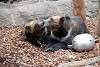 ueno_zoo_2770_mini.jpg