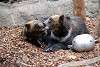ueno_zoo_2774_mini.jpg