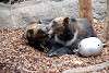ueno_zoo_2775_mini.jpg