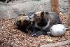 ueno_zoo_2777_mini.jpg