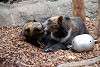 ueno_zoo_2778_mini.jpg