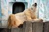 ueno_zoo_2782_mini.jpg
