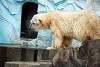ueno_zoo_2789_mini.jpg