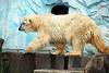ueno_zoo_2790_mini.jpg