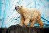 ueno_zoo_2792_mini.jpg