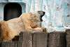 ueno_zoo_2794_mini.jpg