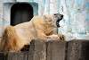 ueno_zoo_2795_mini.jpg