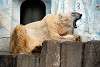 ueno_zoo_2798_mini.jpg
