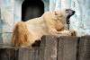 ueno_zoo_2799_mini.jpg