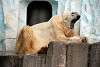 ueno_zoo_2801_mini.jpg