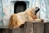 ueno_zoo_2802_mini.jpg
