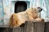 ueno_zoo_2804_mini.jpg
