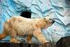 ueno_zoo_2805_mini.jpg