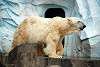 ueno_zoo_2810_mini.jpg
