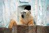 ueno_zoo_2813_mini.jpg