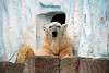 ueno_zoo_2814_mini.jpg