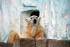 ueno_zoo_2815_mini.jpg