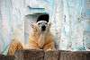 ueno_zoo_2816_mini.jpg