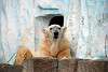 ueno_zoo_2817_mini.jpg