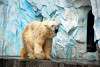 ueno_zoo_2823_mini.jpg