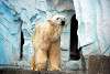 ueno_zoo_2824_mini.jpg