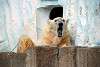 ueno_zoo_2825_mini.jpg
