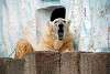 ueno_zoo_2826_mini.jpg