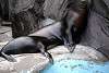 ueno_zoo_2830_mini.jpg