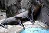 ueno_zoo_2831_mini.jpg
