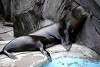 ueno_zoo_2832_mini.jpg