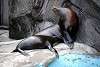 ueno_zoo_2835_mini.jpg