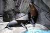 ueno_zoo_2836_mini.jpg