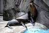 ueno_zoo_2837_mini.jpg